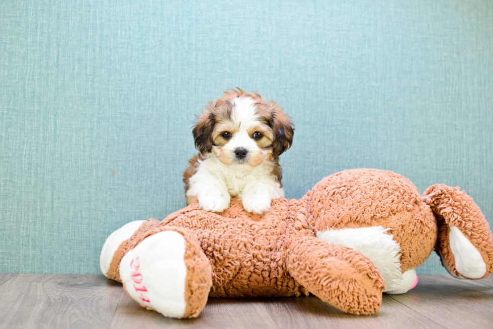Friendly Cavachon Baby