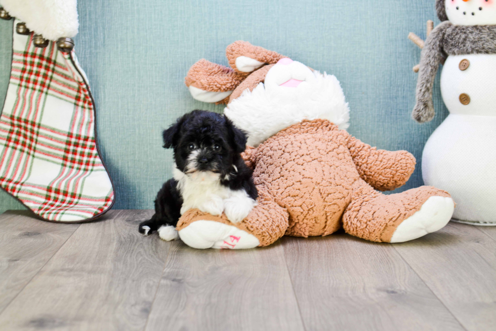 Havanese Puppy for Adoption