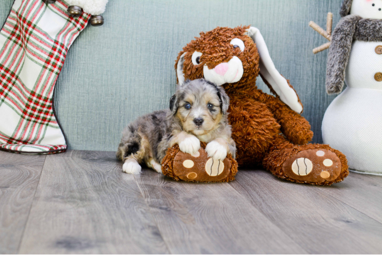Happy Mini Aussiedoodle Baby