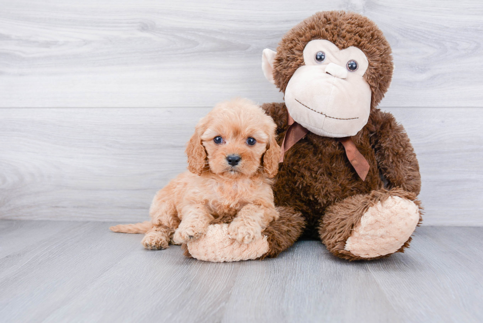 Energetic Cavoodle Poodle Mix Puppy