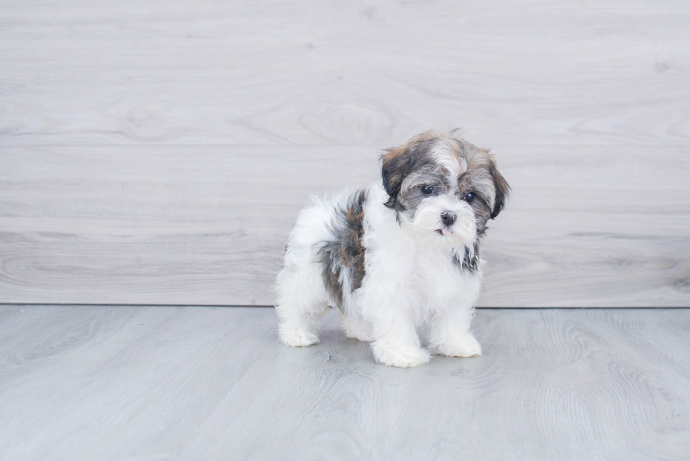 Playful Havanese Purebred Pup
