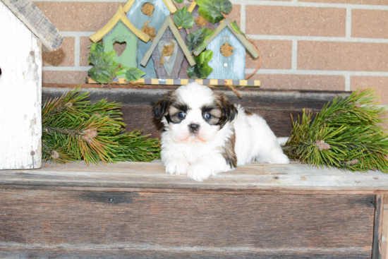Teddy Bear Pup Being Cute