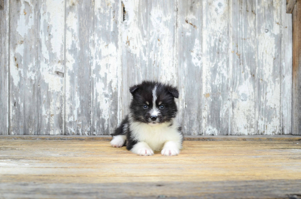 Best Pomsky Baby