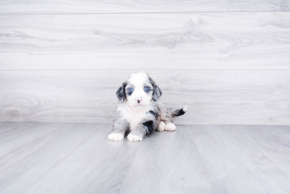 Smart Mini Bernedoodle Poodle Mix Pup