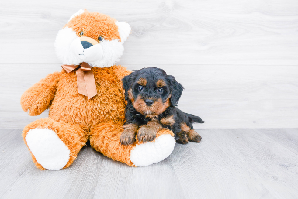 Mini Bernedoodle Pup Being Cute