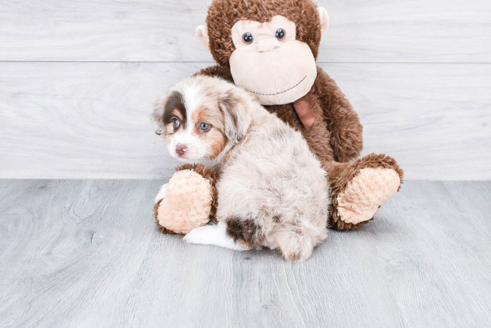 Mini Aussiedoodle Puppy for Adoption