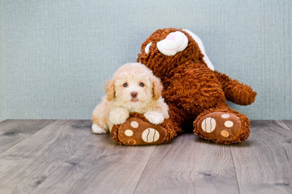Adorable Maltese Poodle Poodle Mix Puppy