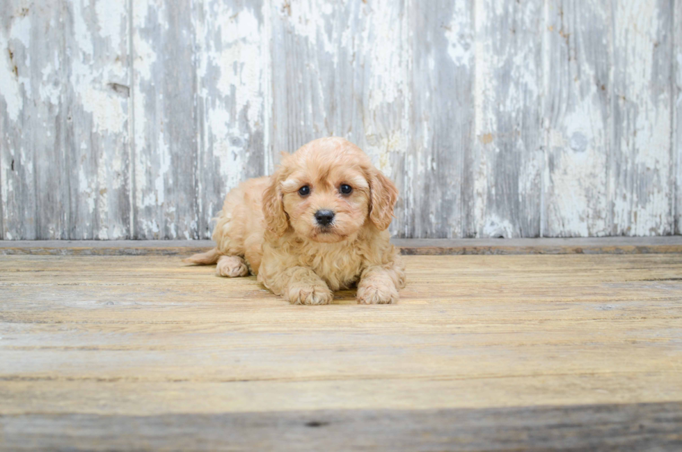 Cavachon Puppy for Adoption