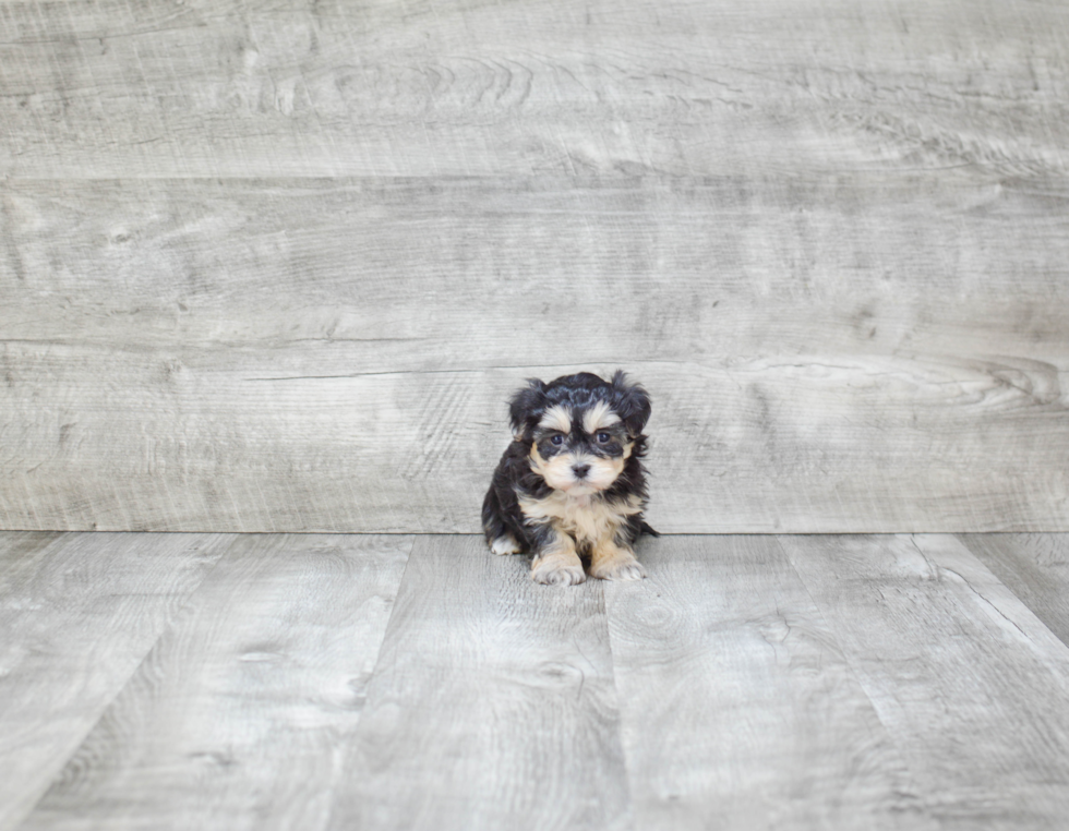 Morkie Pup Being Cute