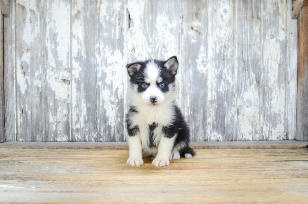Pomsky Pup Being Cute