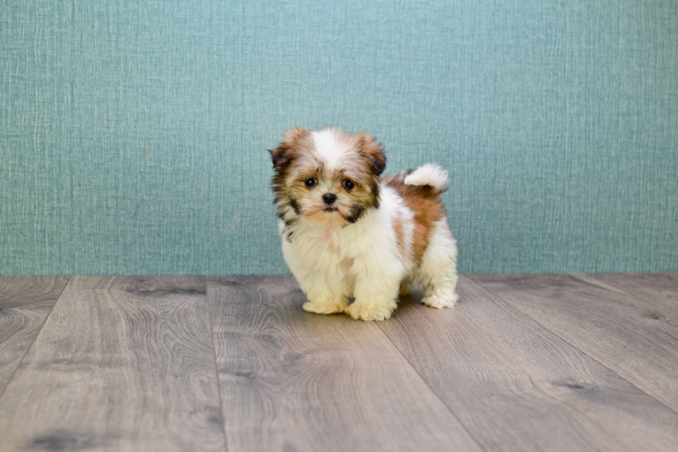 Teddy Bear Pup Being Cute