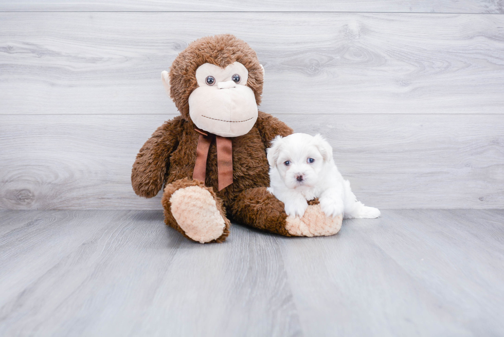Teddy Bear Pup Being Cute