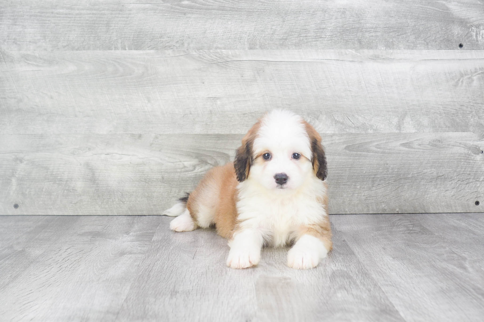 Best Mini Bernedoodle Baby