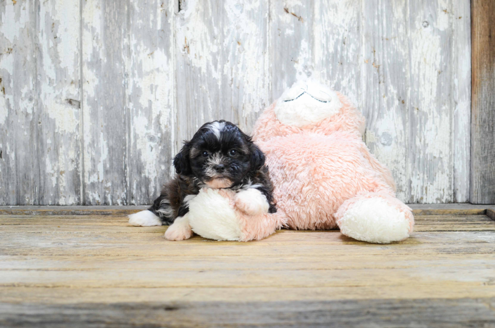 Sweet Teddy Bear Baby