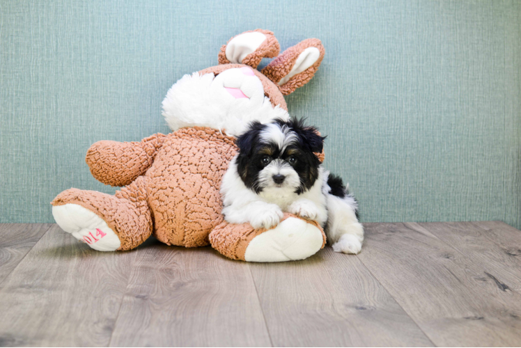 Best Teddy Bear Baby