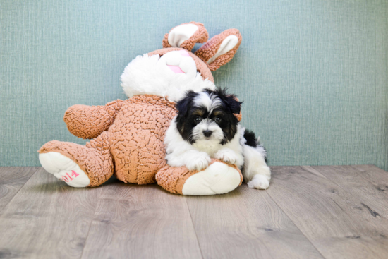 Best Teddy Bear Baby