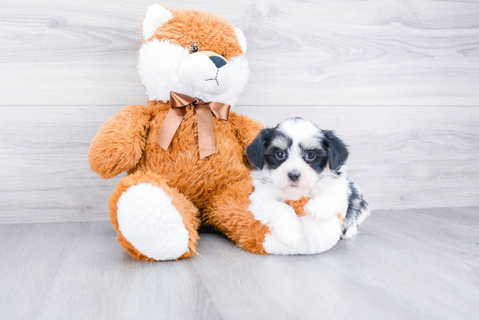 Best Teddy Bear Baby