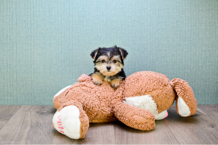 Petite Morkie Designer Pup