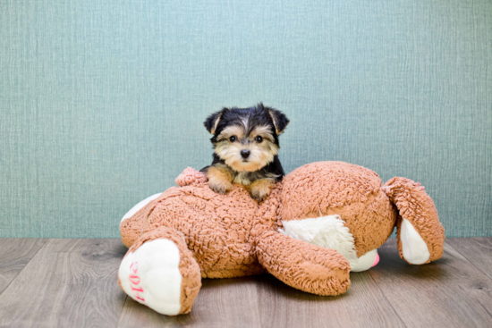 Petite Morkie Designer Pup