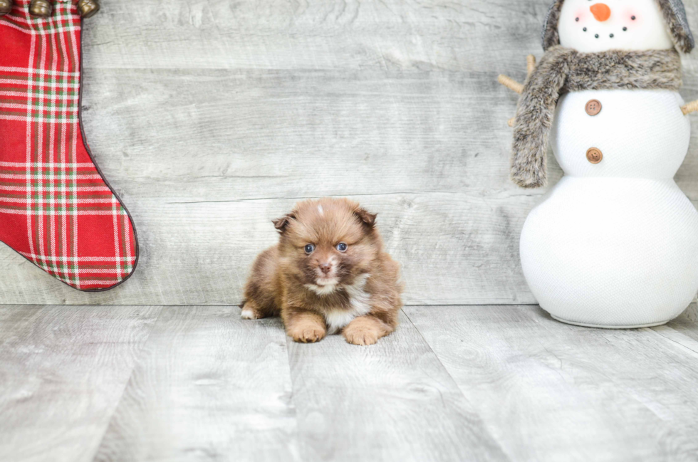 Smart Pomeranian Purebred Puppy