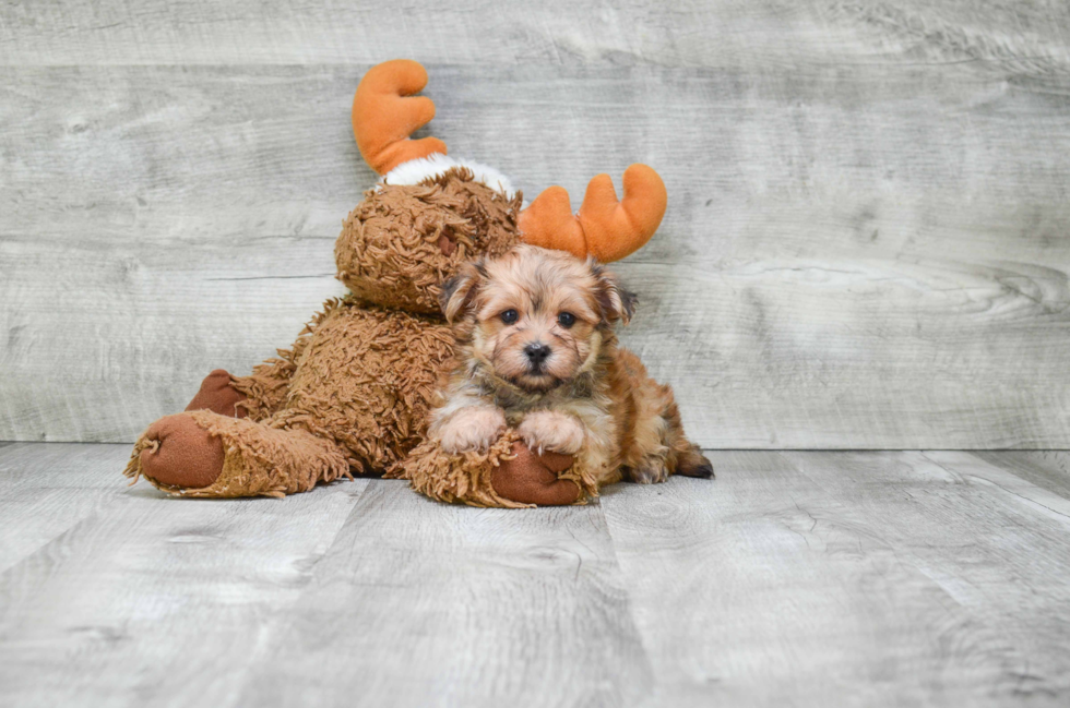 Morkie Pup Being Cute
