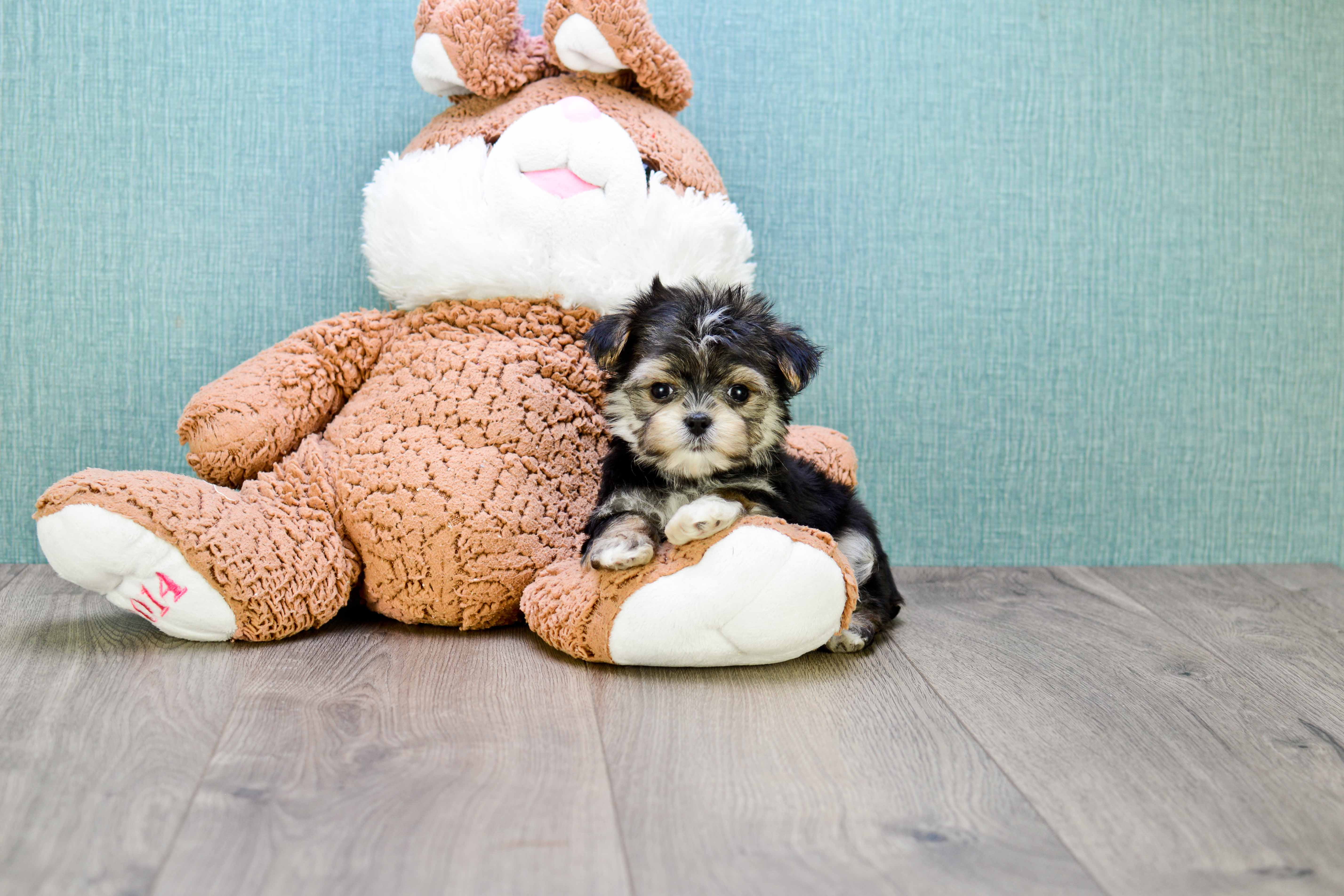 Sweet Morkie Baby