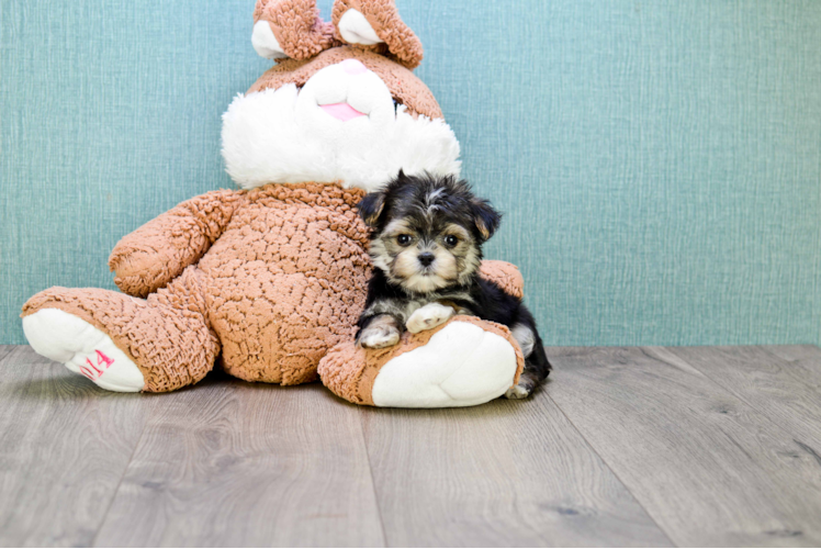 Sweet Morkie Baby
