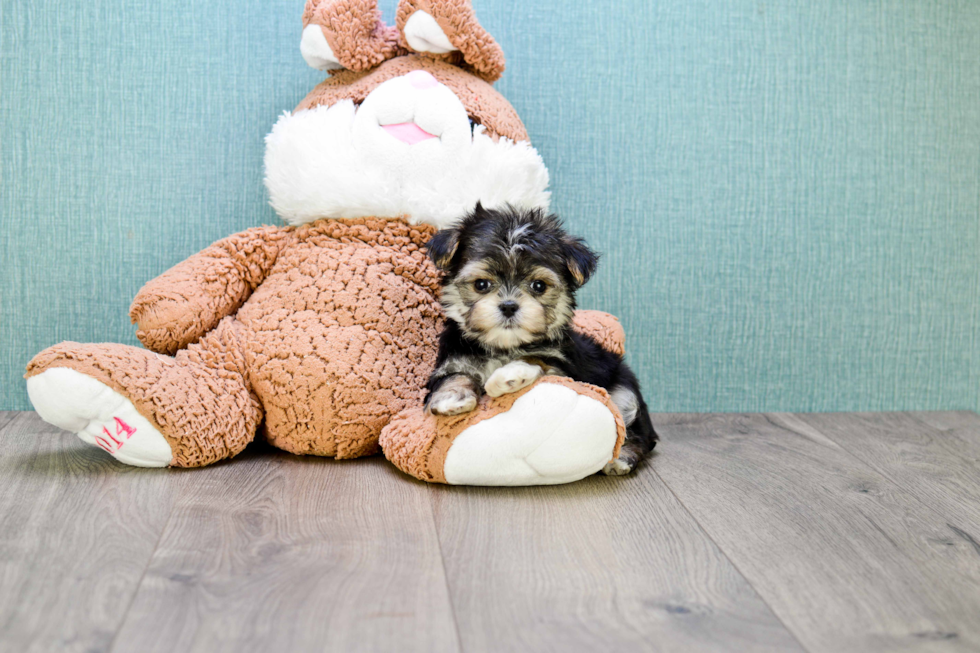Sweet Morkie Baby