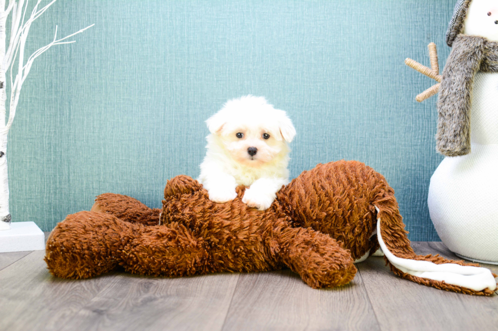 Friendly Maltipoo Baby