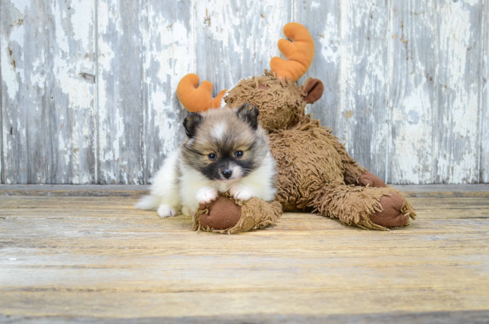 Pomeranian Puppy for Adoption