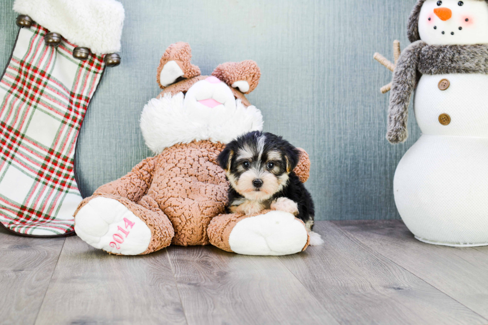 Energetic Yorkie Designer Puppy