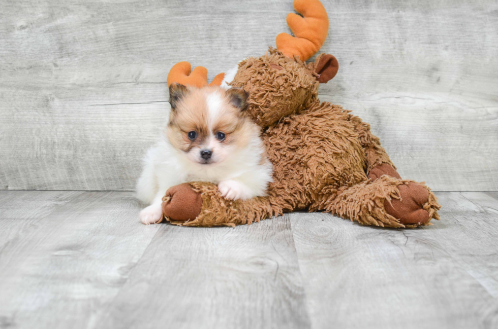 Pomeranian Puppy for Adoption