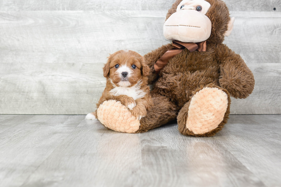 Cavapoo Pup Being Cute