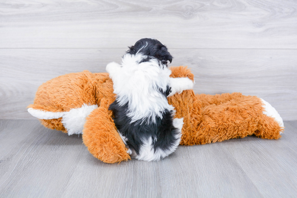 Teddy Bear Puppy for Adoption