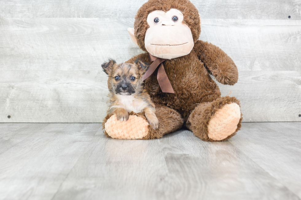 Morkie Pup Being Cute