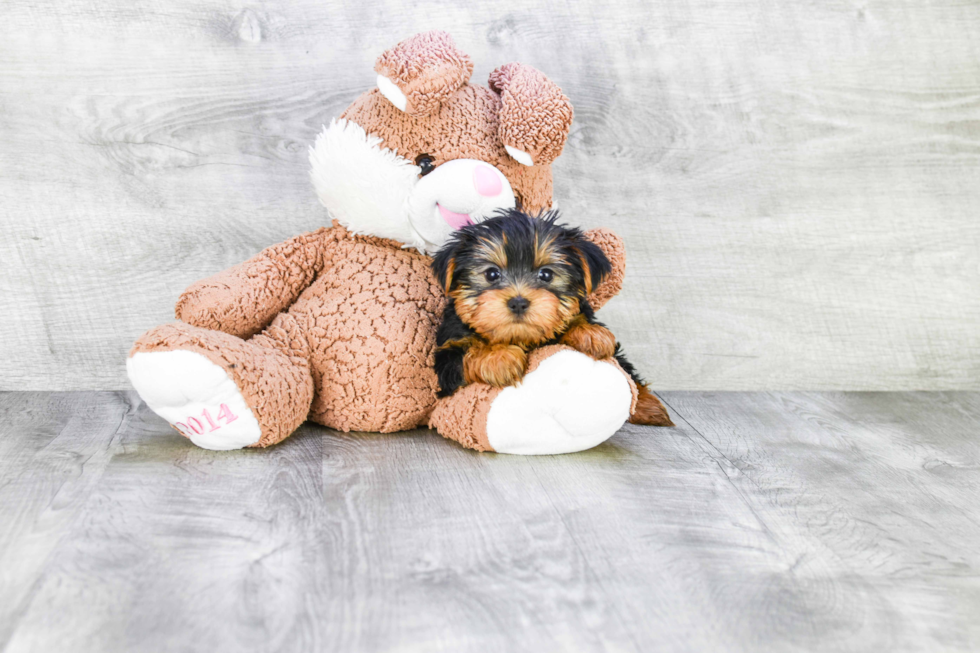 Meet Timmy - our Yorkshire Terrier Puppy Photo 