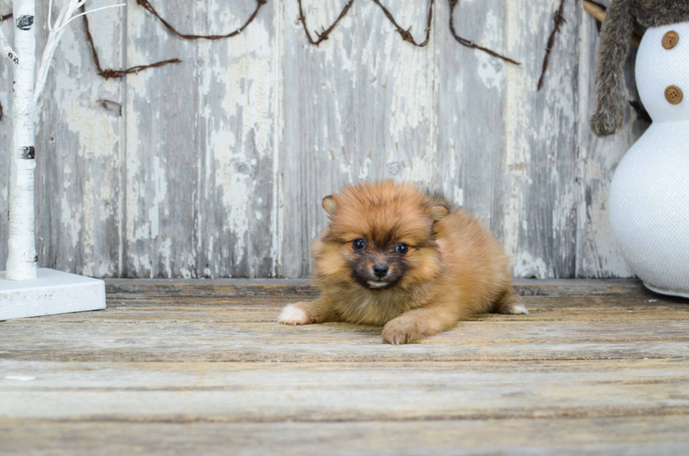 Friendly Pomeranian Purebred Pup