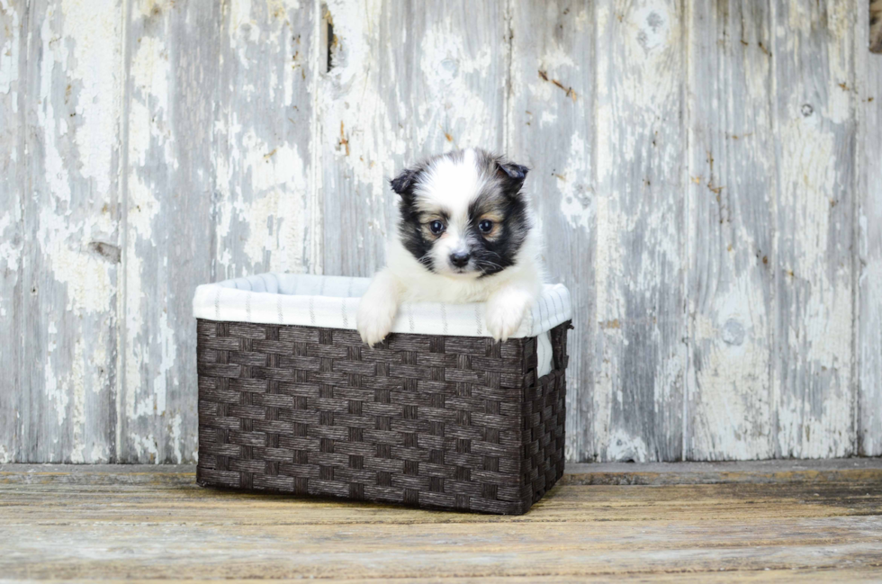 Fluffy Pomeranian Purebred Puppy