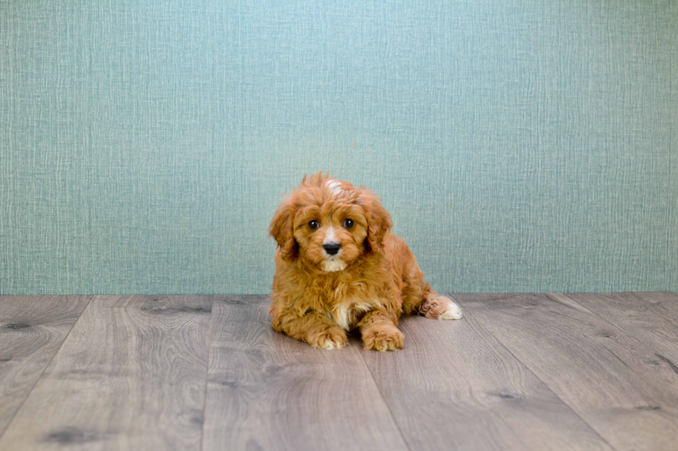 Cavapoo Pup Being Cute