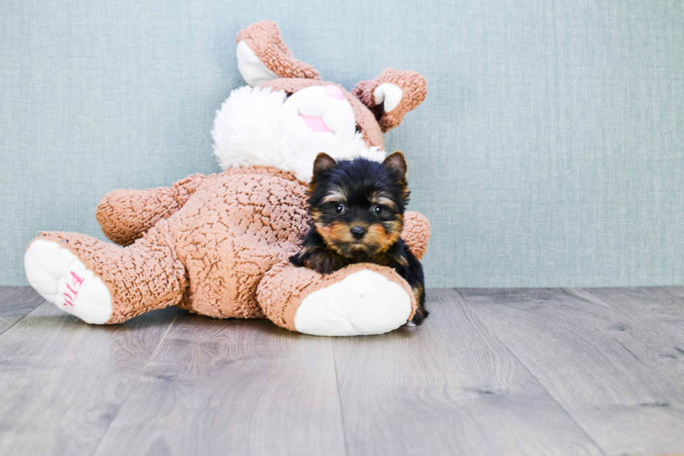 Meet Ronaldo - our Yorkshire Terrier Puppy Photo 