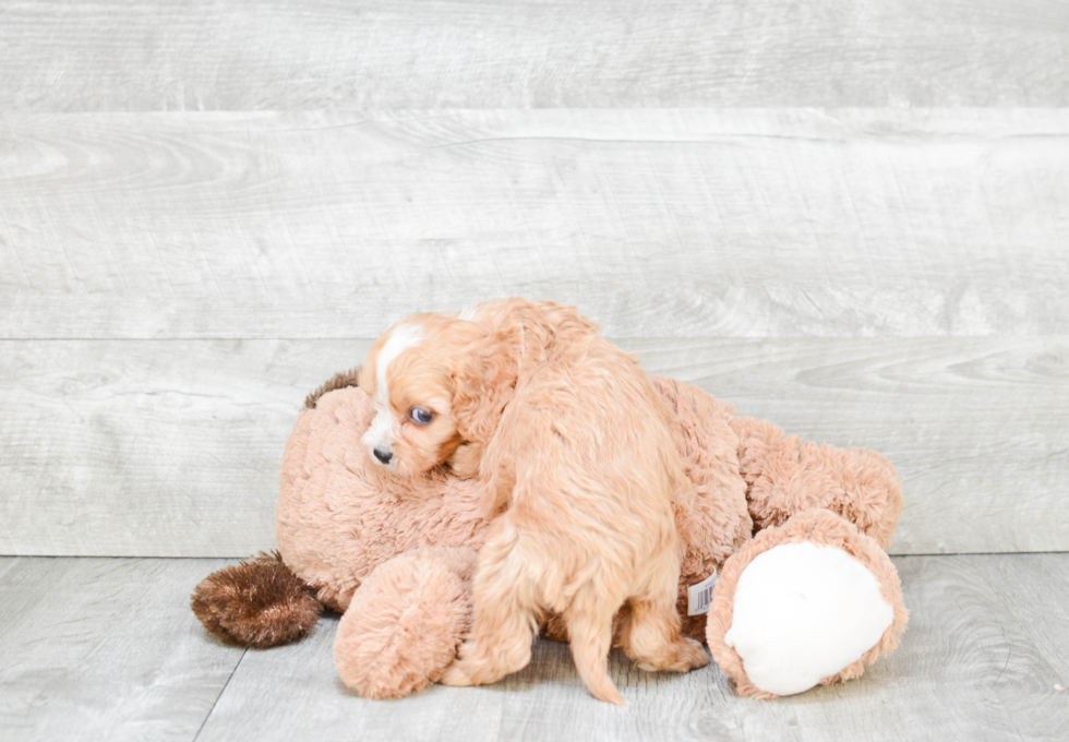 Smart Cavapoo Poodle Mix Pup
