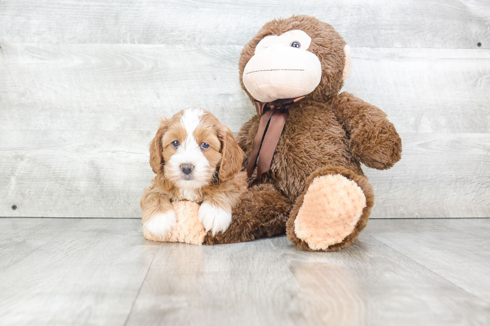Smart Cockapoo Poodle Mix Pup