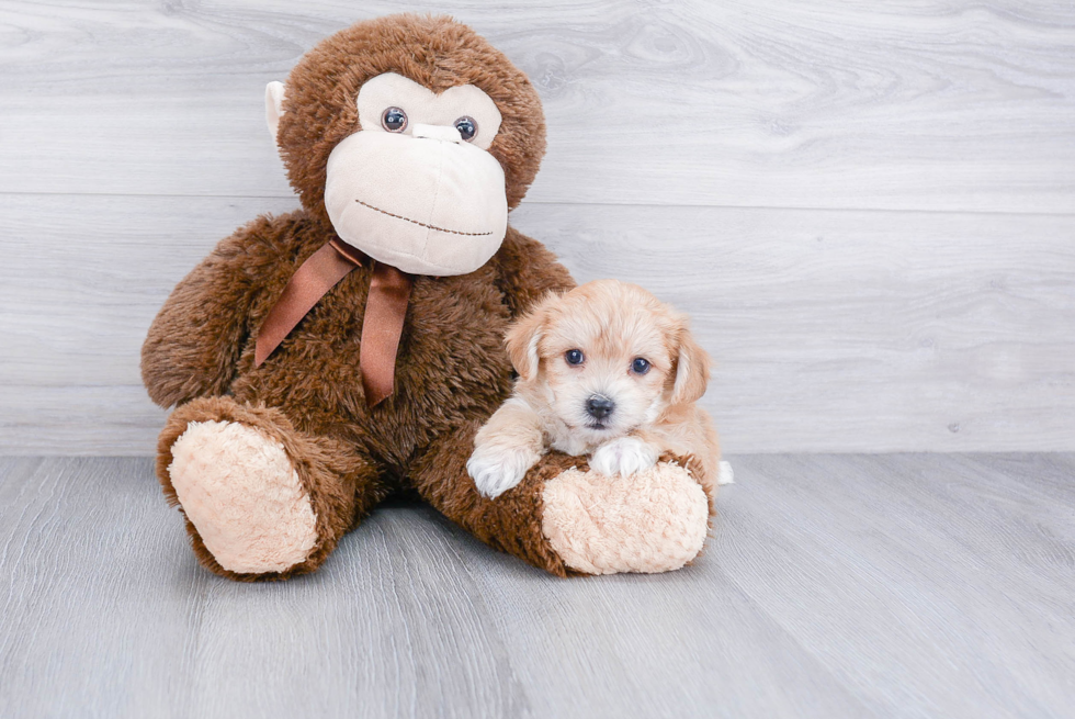 Friendly Morkie Baby