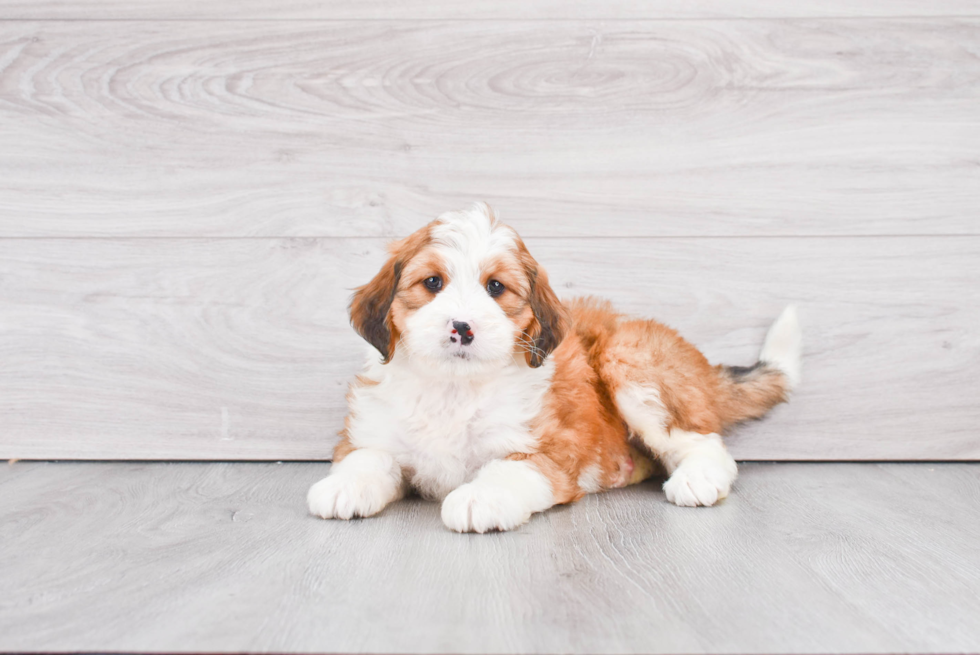 Mini Bernedoodle Puppy for Adoption