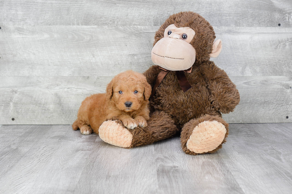 Best Mini Goldendoodle Baby