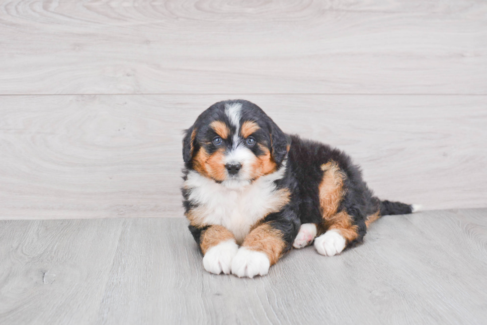 Funny Mini Bernedoodle Poodle Mix Pup