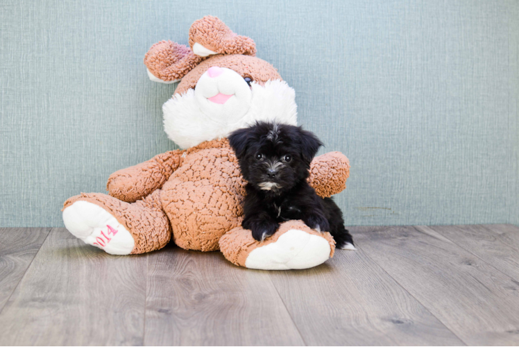 Morkie Pup Being Cute