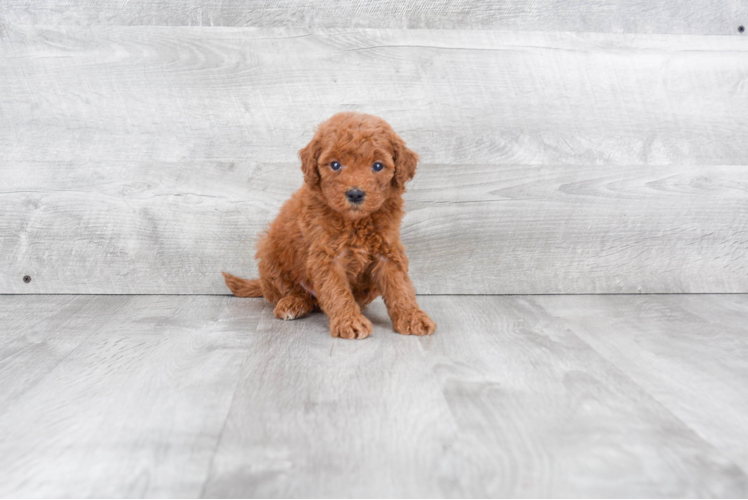 Mini Goldendoodle Pup Being Cute
