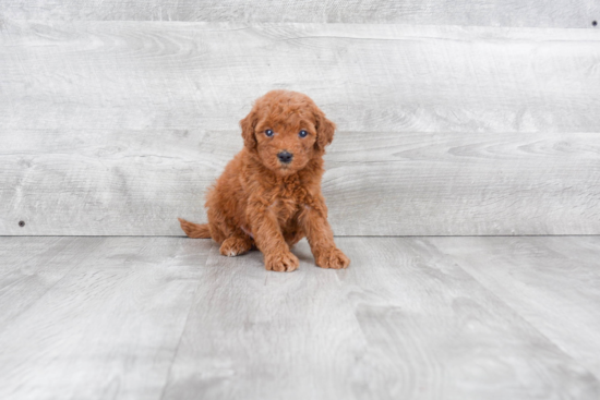 Mini Goldendoodle Pup Being Cute