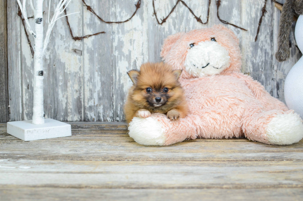 Hypoallergenic Pomeranian Baby